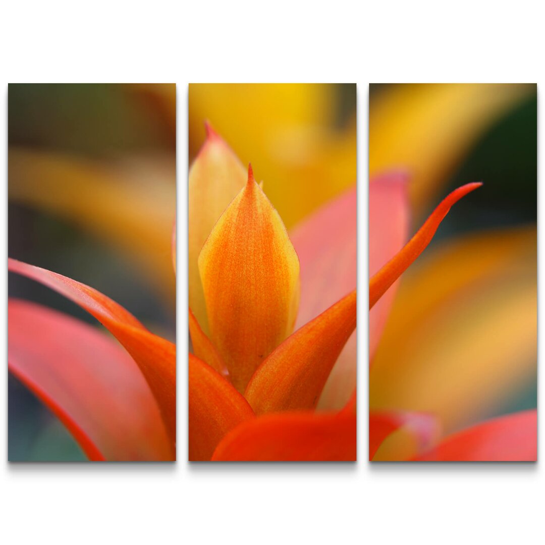 3-tlg. Leinwandbilder-Set Leuchtende Guzmania Blüte Bromelie