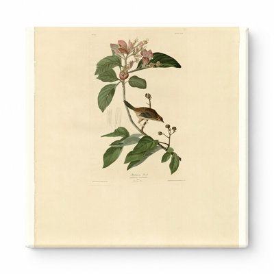 Bachman's Finch (Plate 165) — Square Canvas Wall Art