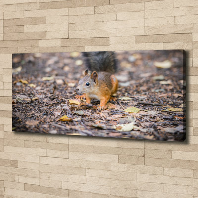 Squirrel - No Frame Print on Canvas