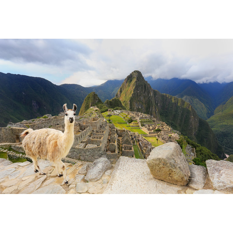 Llama Standing by Donyanedomam - Wrapped Canvas Print, 30cm H x 46cm W x 3.8cm D