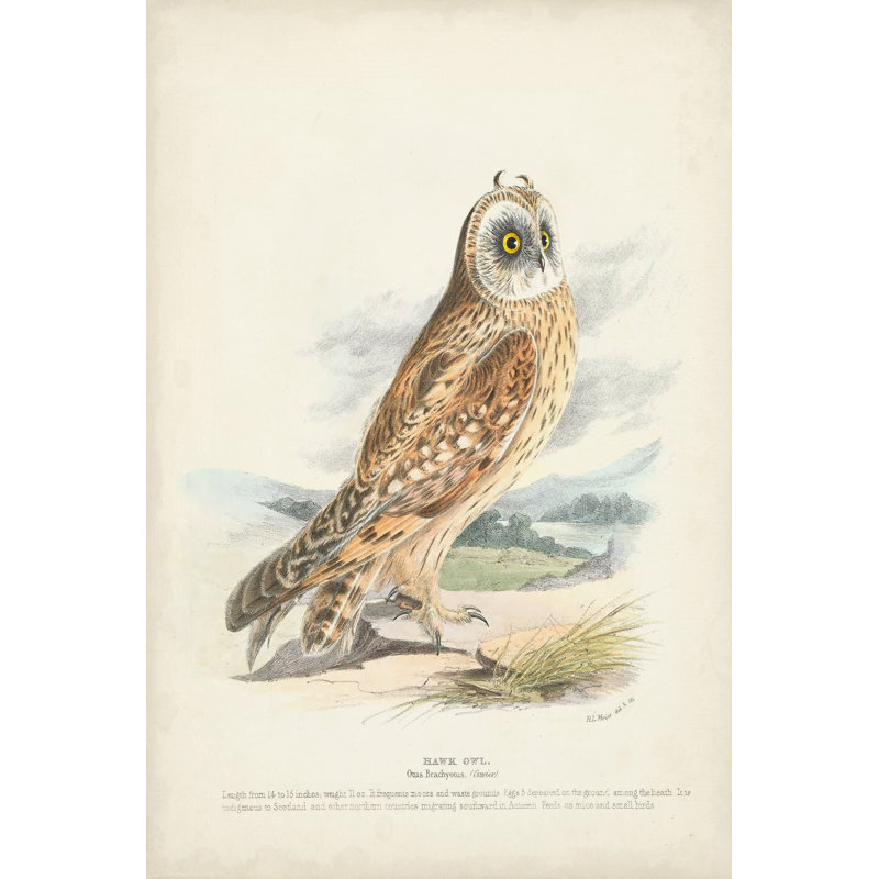Hawk Owl by H. L. Meyer - Wrapped Canvas Painting, 76cm H x 51cm W