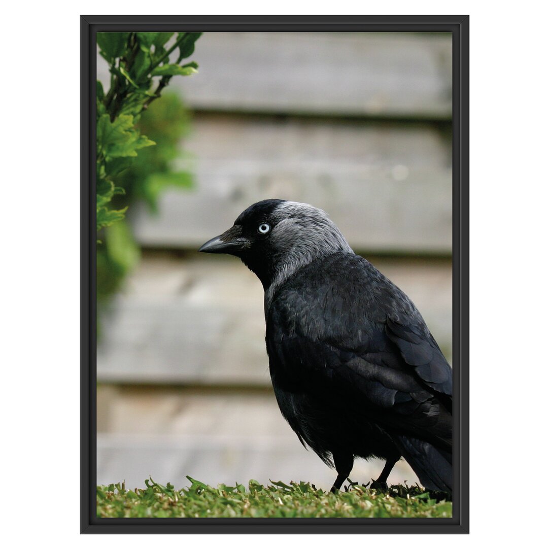 Gerahmtes Wandbild Vogel auf Gartenwiese