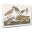 Selection Of Owls by John Audubon - Wrapped Canvas-55318331