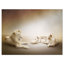 Animal «White Lion Family», impression-35105391-35105394