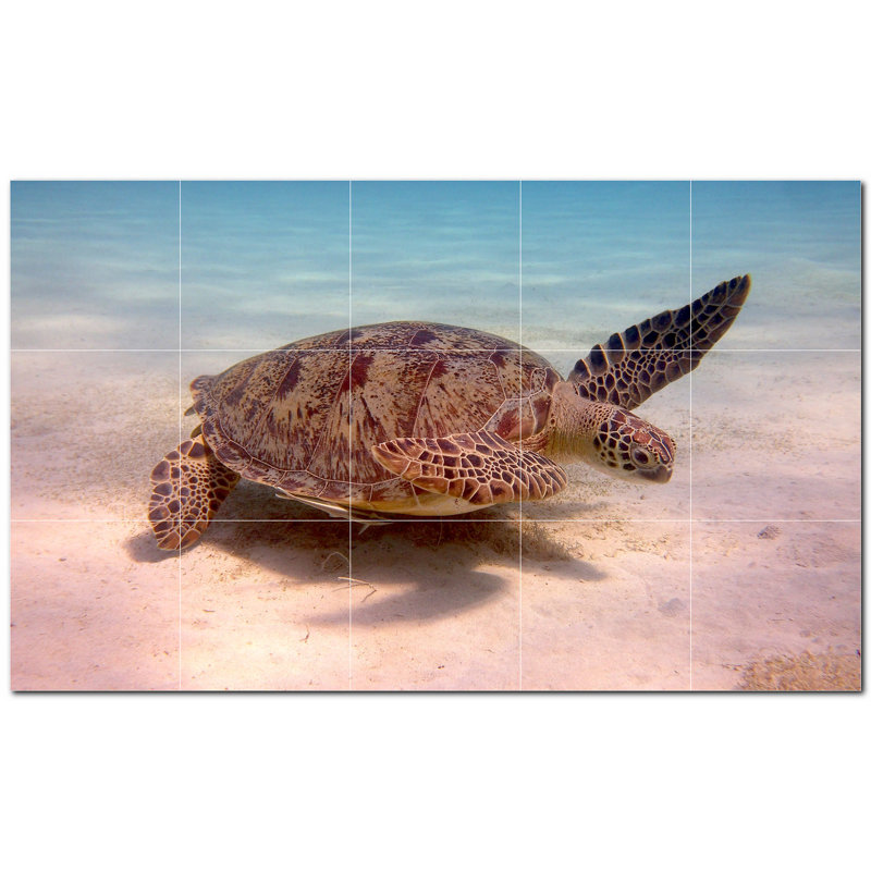 Tortue photo 12 x 12