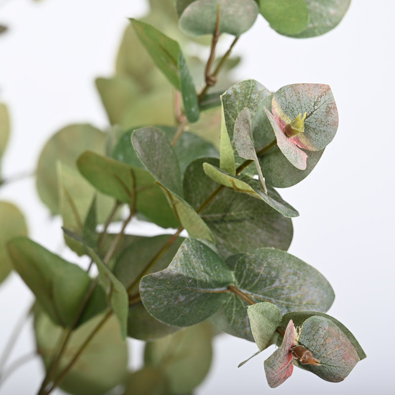 Buissons d'eucalyptus Hamlin, Vert