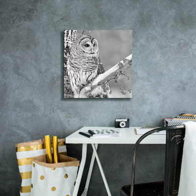 «White Owl» par PhotoINC Studio
