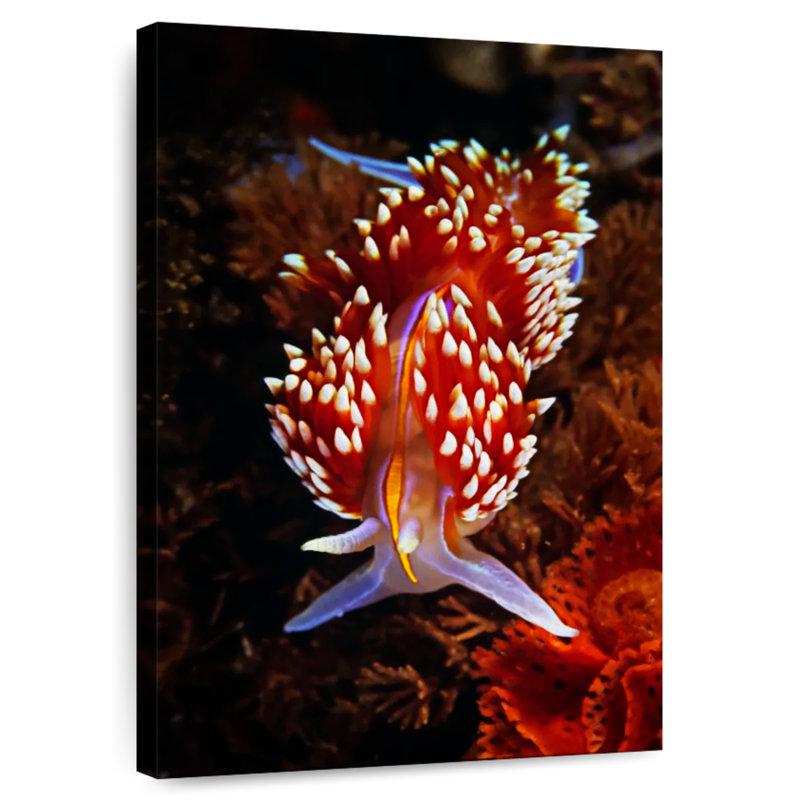 Brampt Exotic Nudibranch, 51" H x 34" W