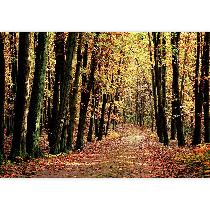 Sunshine Trail In Autumn Tree Park, 66" L x 96" W