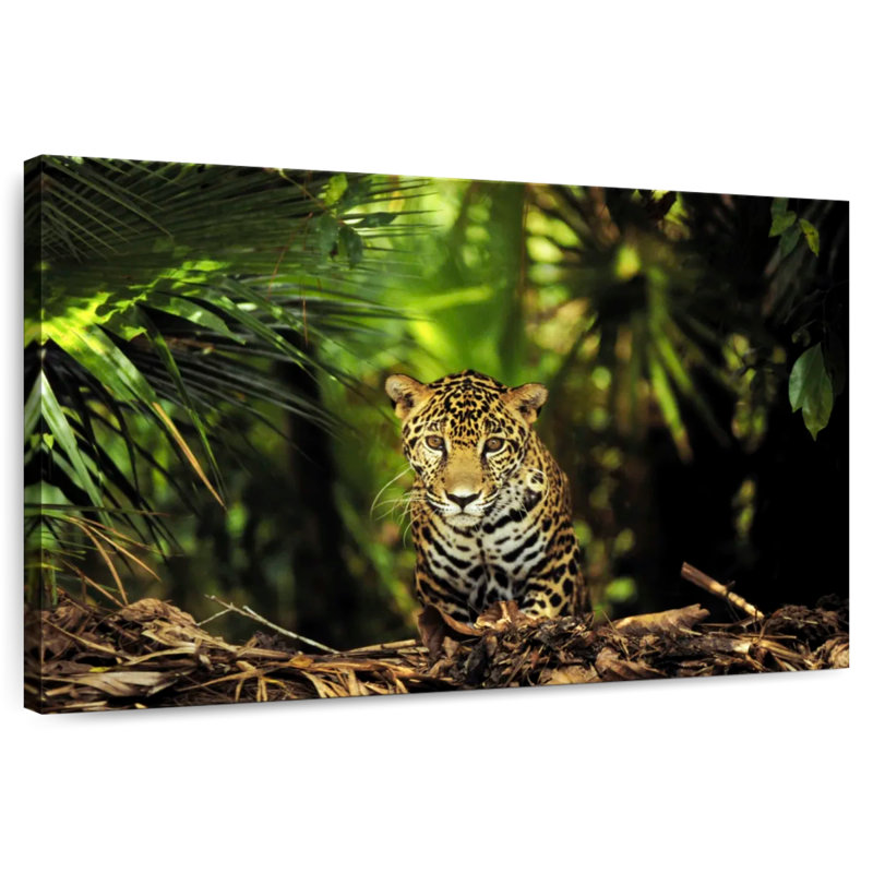 Jaguar de la jungle du Belize Brampt, H 16 po x l 24 po