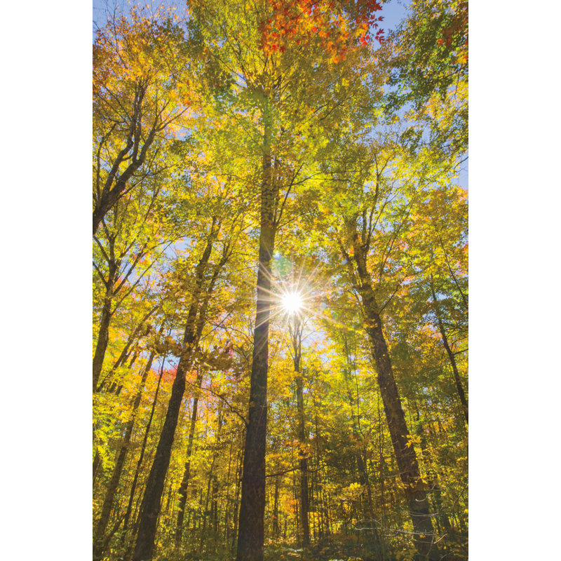 " Autumn Foliage Sunburst III ", 12" H x 8" W