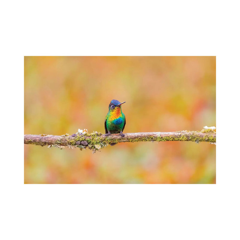 Central America, Costa Rica. Male Fiery-throated Hummingbird. by Jaynes Gallery - Wrapped Canvas Gallery-Wrapped Canvas Giclée