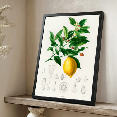 Branche de citron moderne et abstraite avec fruits, fleurs et illustrations botaniques détaillées, style art botanique scientifique. Art mural 24 "x 36" avec cadre en bois noir
