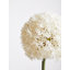 Fiori Allium Arrangement