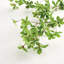 Meadowood Japanese Dodan Branch 50"