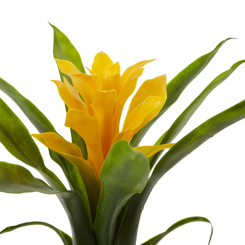 Tiges de bromeliad, Jaune