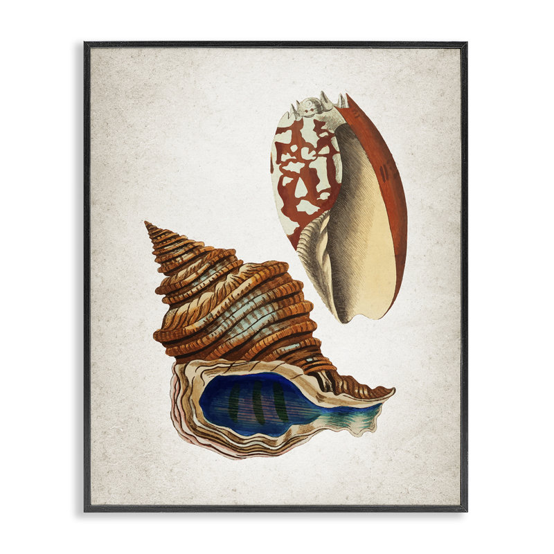 «Vintage Seashell Duo», estampe numérique, conception de Kim Allen, H 30 po x l 24 po, Giclée encadrée noir minuit