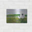 «Sheep In The Meadow» par Phyllis Adams-2079686833