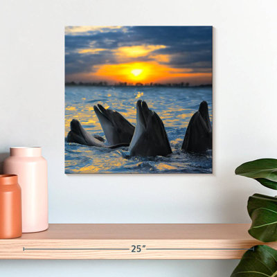 Brampt Grand Cayman Dolphins
