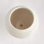 BB OJAI POT