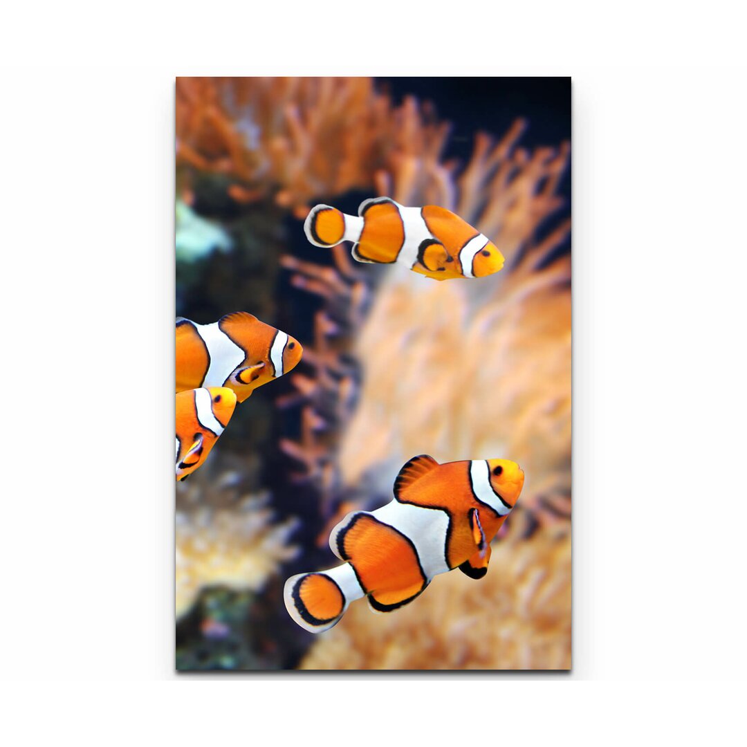 Leinwandbild Clownfisch und Seeanemone