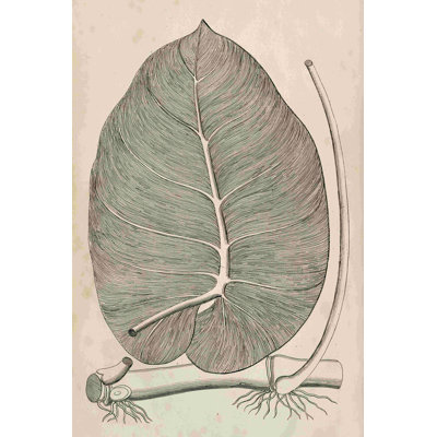 Feuilles distinctives II