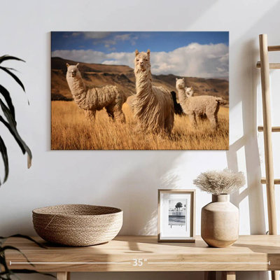 Andes Alpacas