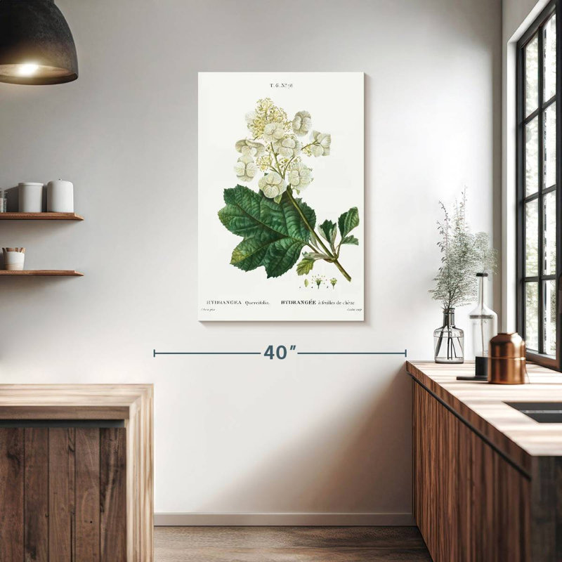 Hortensia à feuilles de chêne Keiri, H 39 po x l 26 po