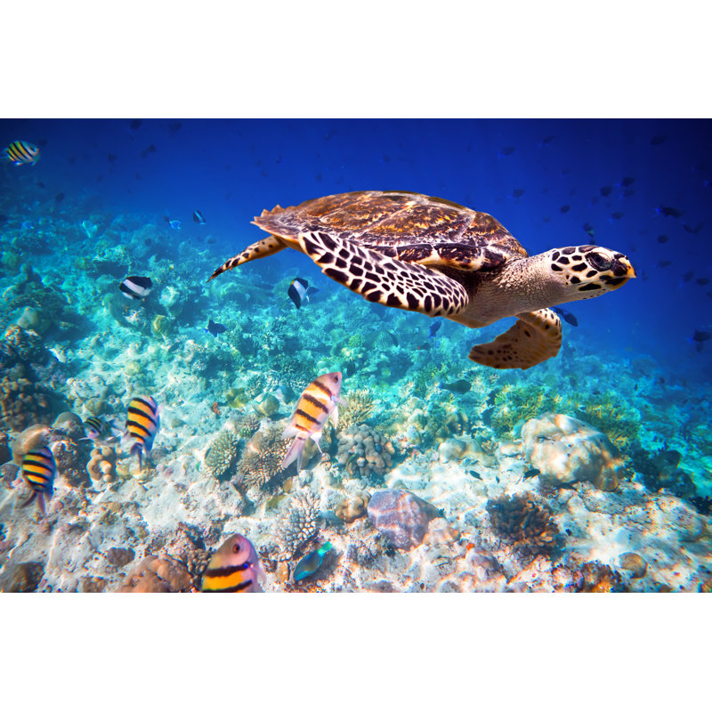 Hawksbill Turtle by Cookelma - Wrapped Canvas Print, 30cm H x 46cm W