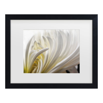 Bolog David Rothstein  Dahlia 5 Matted Framed Art