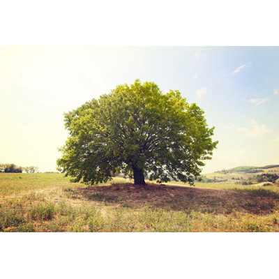 Beautiful Single Beech Tree by Binabina - No Frame Art Prints on Canvas