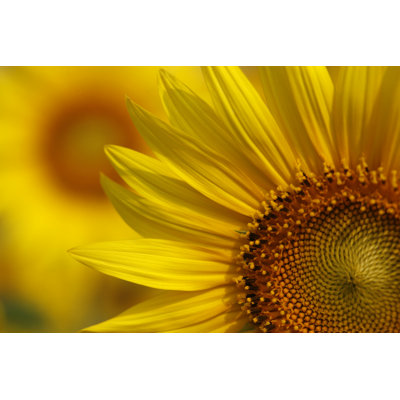 " Sunflower Closeup "