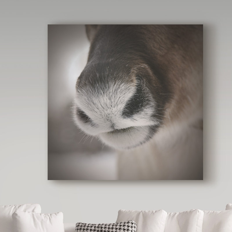 « renne groin », reproduction de photo sur toile tendue, H 35 po x l 35 po