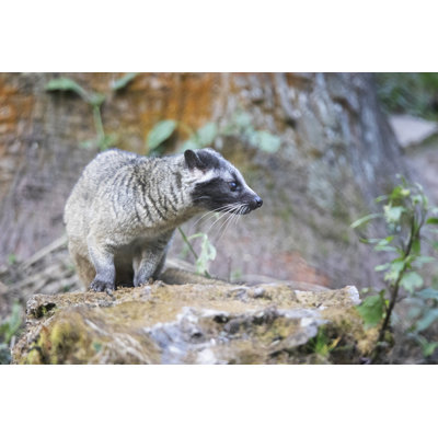 Himalayan Palm Civet - Wrapped Canvas Print