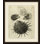 Conchology " Conchology I "