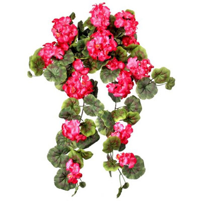 Buisson de géranium suspendu