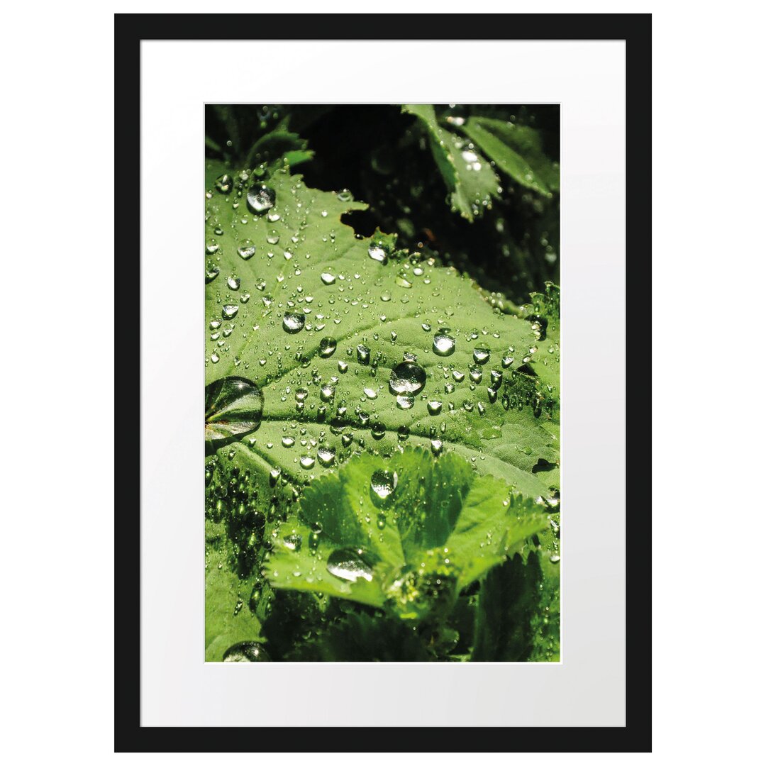 Gerahmtes Poster Wassertropfen auf Blatt