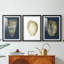 Coquille en feuille d'or I sur cobalt - reproduction sur mesure encadrée de qualité supérieure - 3 pièces-405913204-405913207