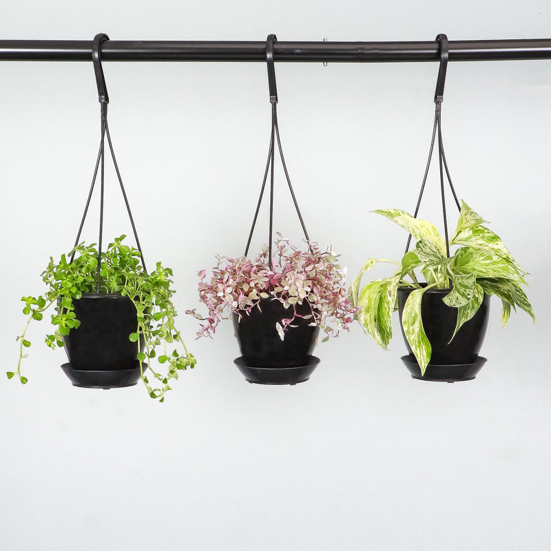 Live Green Baby Tears Pilea Plant in Hanging Pot