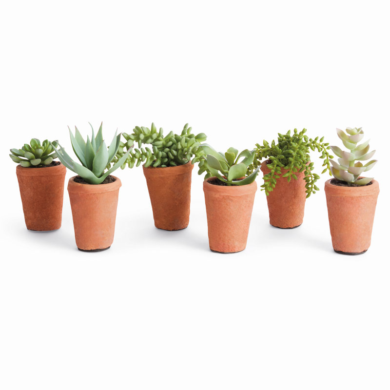SUCCULENTS EN POT 8,5 po, ENSEMBLE DE 6