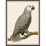 Gray Parrot 1' Framed Print on Glass