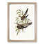 Unadorned Cuckoos by Elizabeth Gould - Picture Frame Painting Print-55606026-55606027