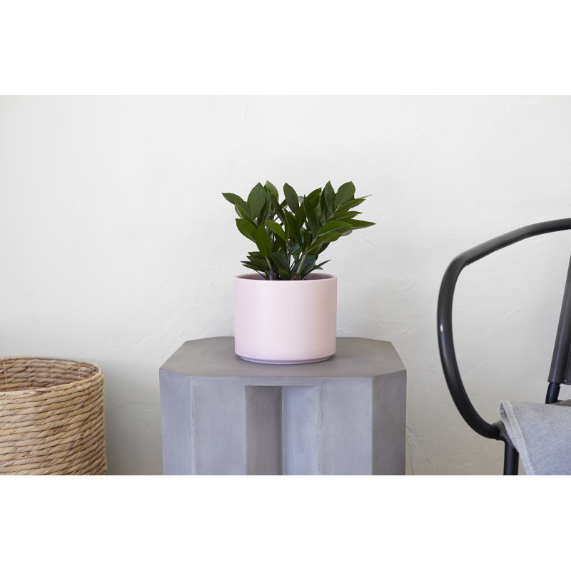 Stoneware Pot Planter, 8.25" H x 6.5" W x 6.5" D, Blush