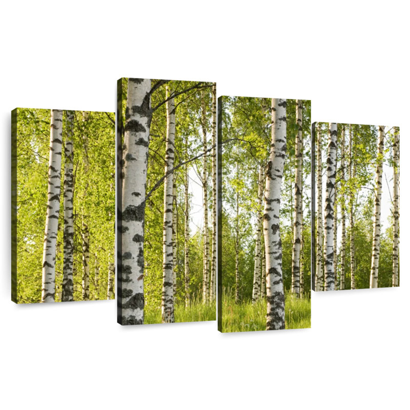Harnek Silver Birch Trees