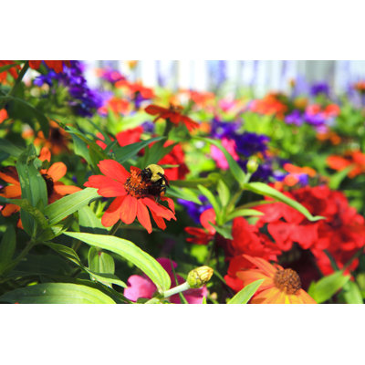 Summer Garden Border by Diane Labombarbe