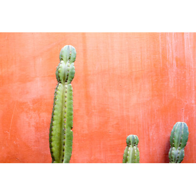 Candelabra Tree Cactus - Wrapped Canvas Print