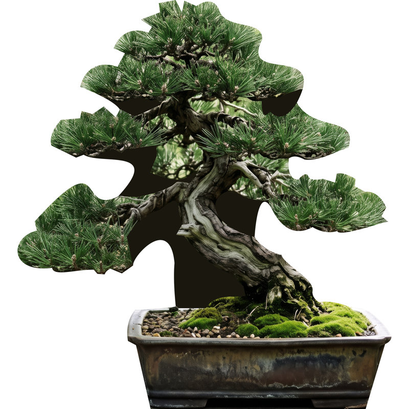 SP13728 Zen Garden Bonsai Tree