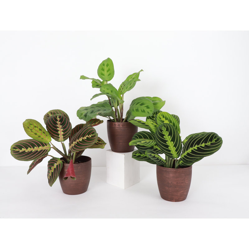 Live Prayer Plant Trio Set In Classic Pots, Copper