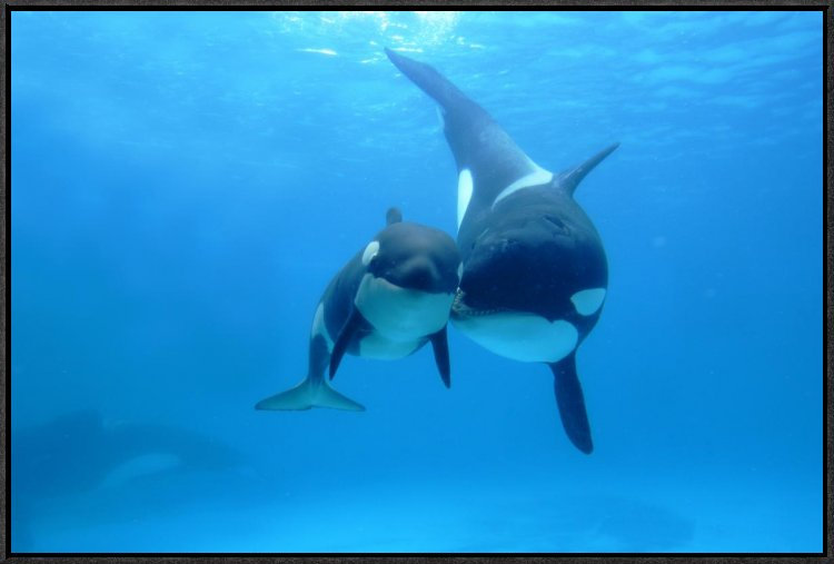 Orca Mother And Newborn Baby, Sea World, Kamogawa, Japan - Single Picture Frame Photograph on Framed Canvas, 20" H x 30" W