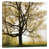 Wrapped Canvas